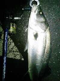 春が突然やってきた 2012/03/07 20:43:59