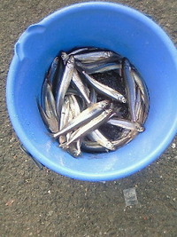食材調達・・・ 2010/02/18 14:08:50