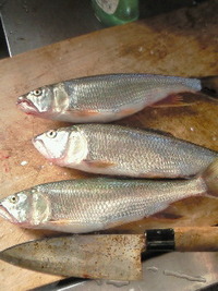 食す・・・ 2011/09/29 08:57:27