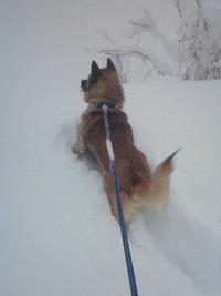 ここにきて・・・ 2012/01/27 10:11:46