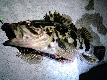爆風突撃釣行！　～こんな風の中電気浮き釣り？編～