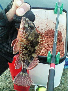 2009　初釣り