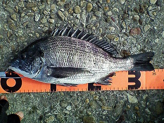 2009　初釣り