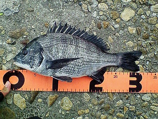 2009　初釣り