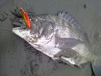 '11　陸04