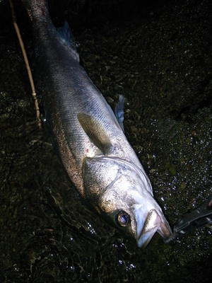 初秋 河川シャロー