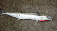 2010年　4th-6th Fish