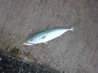 2010年　11th-20th Fish