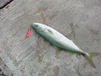2010年　11th-20th Fish