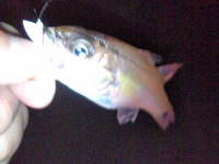 魚種追加…も!? 2010/05/01 11:42:30