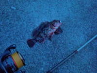イカは釣れぬが根魚釣れた。 2010/05/04 01:40:08
