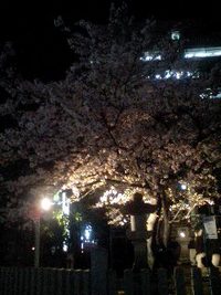 白神神社の桜　「夜桜」（2008/4/8)