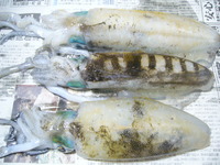 須崎あたりで 2008/10/08 21:46:16