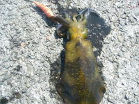 ふらっと釣行 2008/10/21 21:43:08