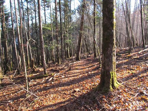 南ア深南部絶景地　バラ谷の頭　登山編