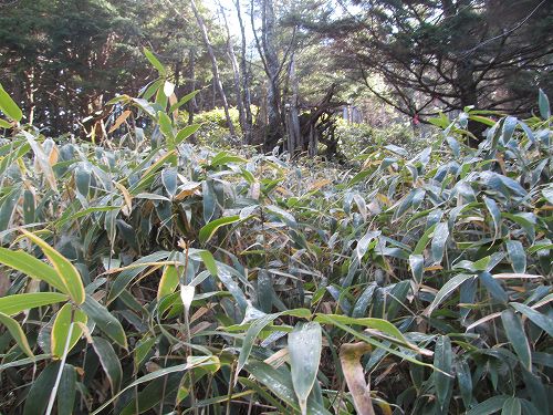 南ア深南部絶景地　バラ谷の頭　登山編