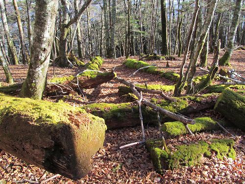 南ア深南部絶景地　バラ谷の頭　登山編