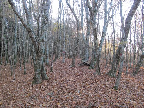 南ア深南部絶景地　バラ谷の頭　登山編