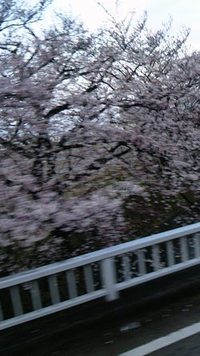 週末のtouch!papa 花見＆犬山祭り 2012/04/07 01:43:56