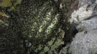 勢いがよくなってきました 2011/06/17 08:08:00
