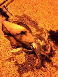 朝から晩まで釣り！笑 2013/05/05 22:51:09