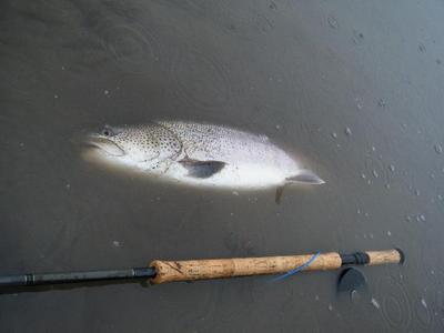 ４月末からＧＷまでの釣行