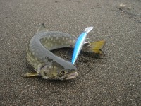 海アメ 2008/05/25 09:01:48