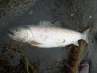 釧路からアノ人が・・・・・・・・・ 2008/06/28 09:39:40
