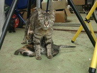 マスの川 2008/07/15 10:04:12