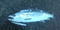 海サクラがついにっ！？ 2011/05/21 12:42:47