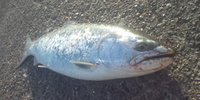 ショートジャークでバイトッ！ 2011/05/24 19:17:03