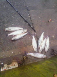 シロサケー 2009/08/28 13:41:48