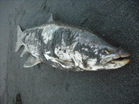 釣りにイキまくり 2008/08/19 13:59:20