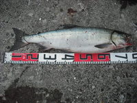 ３日連続だ～！ 2008/08/23 09:59:11