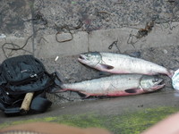 あきあじ～ 2009/08/20 08:56:48