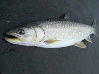 黄色い口紅つけた魚 2010/06/19 09:03:31