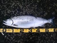 海櫻鱒 2011/05/08 12:37:34