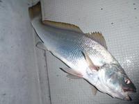 六目釣り