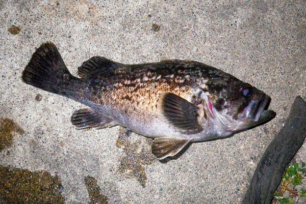 さぁ～て、今夜の釣果は？