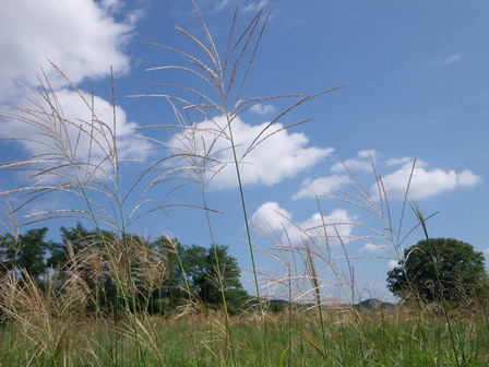 鬼怒川水系（2010.9.10）