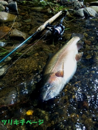 私が釣った魚たち（2012その２）