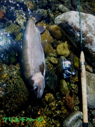 私が釣った魚たち（2012その２）