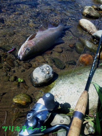 私が釣った魚たち（2012その２）