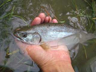 私が釣った魚たち（2008その１）