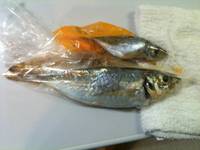 大洗港 那珂湊港 アジ25センチ 2010/08/22 09:20:14