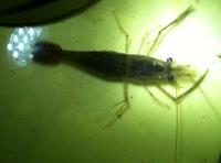 涸沼川のテナガエビでメバル釣り？ 2010/08/20 03:26:59