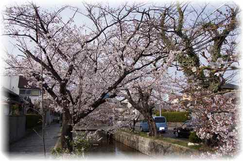 α55　初撮影レポ（桜、夜景、mocaチャン）