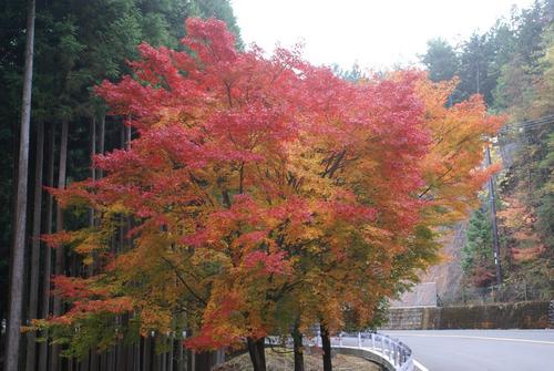 紅葉＠神護寺　