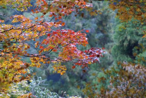 紅葉＠神護寺　