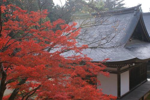 紅葉＠神護寺　